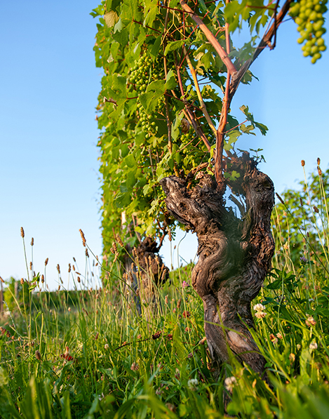 Vigneti La Ganghija nelle Langhe