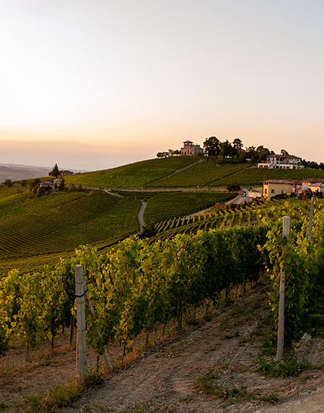 Dettaglio dei vigneti La Ganghija