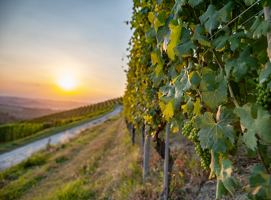 Vigneto MGA Giacosa a Treiso